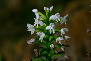 crepidium acuminatum -Jeevak orchid flowers