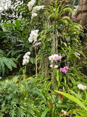flowers in the garden