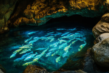 Obraz premium A crystal clear cave pool illuminated by bioluminescent plants, with glowing fish swimming in the turquoise water.