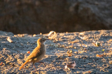 Pájaro