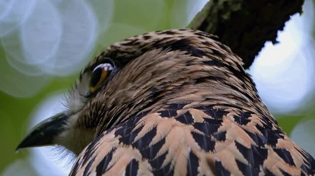 Close-up video of a bird with detailed feathers, shot from a low angle, capturing the intricate patterns and textures in a natural setting.