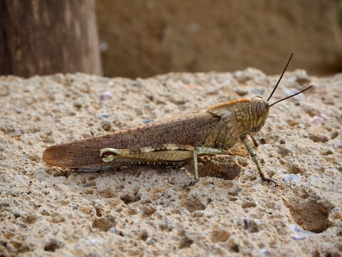 grasshopper on stone