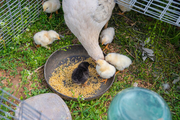 white mother hen cares for her chicks in a small wire cage outdoors, teaching them to peck millet from a bowl placed on the grass, A scene showing farm life and poultry breeding,