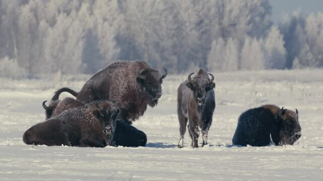 European Bison Peeing in Snowy Field at Sunrise in Belarus
