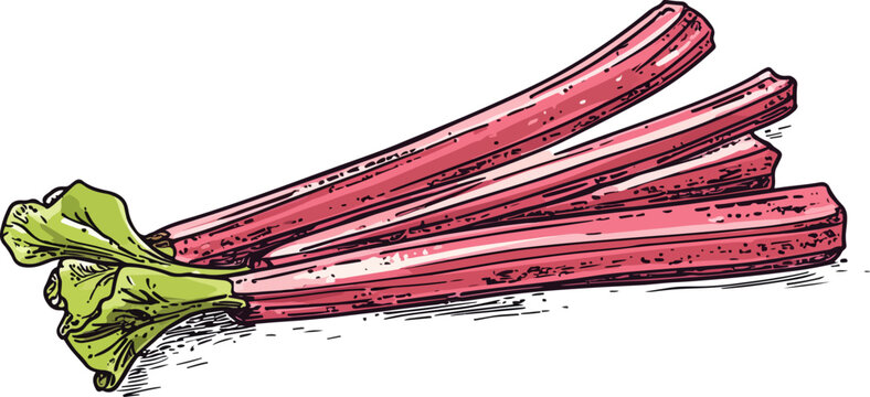 Rhubarb sticks vector sketch. Fleshy edible pink stalks illustration.