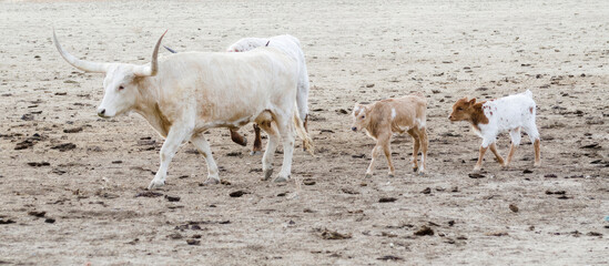 cattle in a field, cow with calves. bovine in a field, calves behind a cow, agriculture, livestock in a field, beef, cows ion a pasture