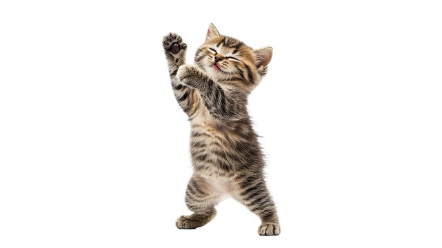 Curious kitten stands on hind legs in playful pose