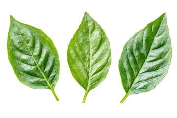 Green basil leaves arranged in a row for cooking