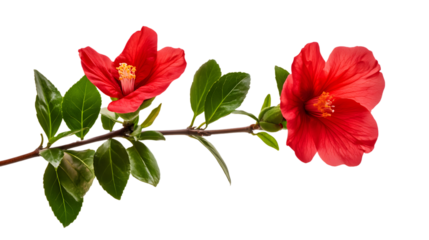 Red bloom on stem with green leaf isolated on white background