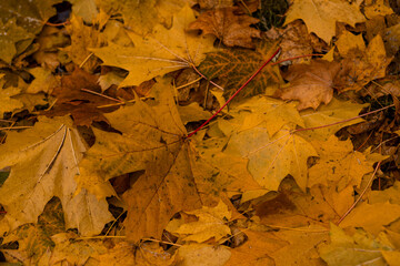 Colorful autumn leaves blanket the ground in a tranquil outdoor setting during the fall season