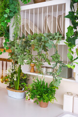 Stylish kitchen corner featuring plants, utensils, and vintage scales for cozy spring atmosphere. Green decorative plants, home decor for Easter holidays