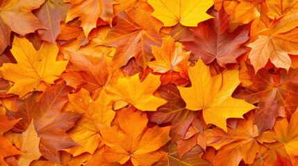 Fototapeta premium A vibrant autumn banner adorned with rich orange and yellow leaves, capturing the essence of fall. Perfect for any seasonal project.