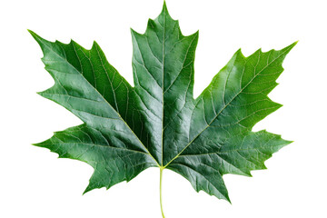 Obraz premium Detailed close up of a green maple leaf