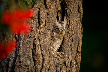 Hidden owl. European scops owl, Otus scops, in nesting tree hole at sunrise. Small owl peeks out from trunk showing yellow eyes. Bird also known as Eurasian scops owl. Wildlife. Morning in nature.