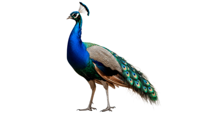 Vibrant peacock fanning its feathers