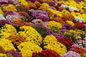 Colorful display of blooming chrysanthemums in a vibrant floral arrangement