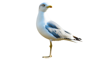 Seagull standing on one leg near the coast