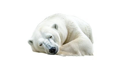 Polar bear resting in a serene position