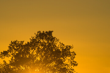 Sunset in yellow tones with backlit oak and horizontal copy space area © MiguelA