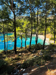 Tranquil beach surrounded by tall trees under a clear blue sky in a serene location