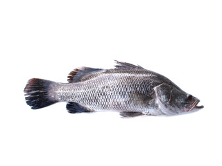 Big barramundi fish, a snapper fish kept on a white background