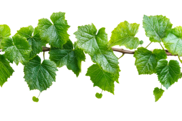 Green grape leaves on a vine in natural setting