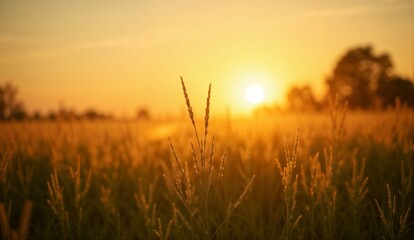 Fototapeta premium Golden sunlit meadow at sunset with tall grasses swaying in the breeze