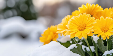 Vibrant yellow flowers emerge from the ground as spring begins contrasting with the remnants of snow around them