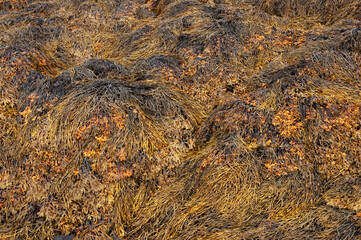 Closeup of brown seaweed (Bladderwrack) at low tide