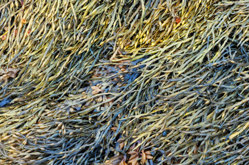 Closeup of seaweed (Bladderwrack) at low tide
