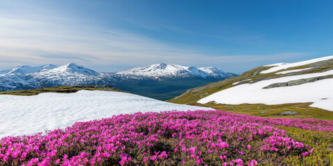 Obraz premium Snow-covered hills stretch into the distance bathed in the warm light of spring. Vibrant pink flowers bloom prominently contrasting beautifully with the snow