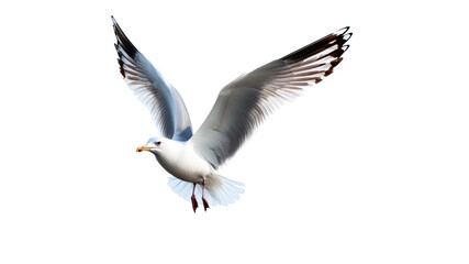 Seagull in flight over a bright background