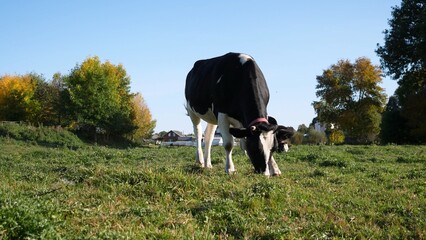 A completely serene and peaceful image of a gentle cow grazing in a lush green field beneath a...