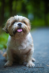 shih tzu dog sits in the green grass in a park in summer