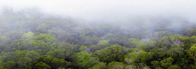 A mist covered tropical forest on Kauai island, Hawaii, featuring a vibrant green canopy, visible tree trunks, and an atmosphere of depth and mystery.
