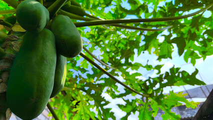 green papaya leafe