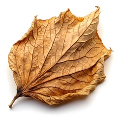 Dried Leaf Macro Photography