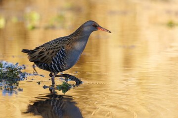 Water rail bird wading in golden water