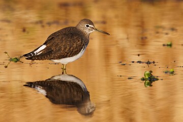 Sandpiper reflection on golden water
