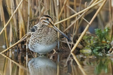Common Snipe in Reeds