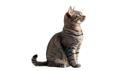 Striped cat sitting calmly and looking aside