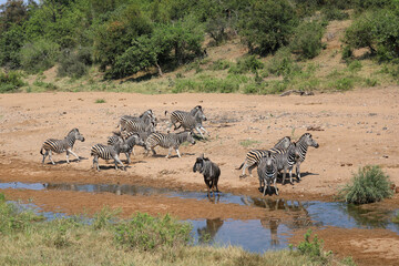 Streifengnu und Steppenzebra / Blue wildebeest and Burchell's zebra/ Connochaetes taurinus et Equus...