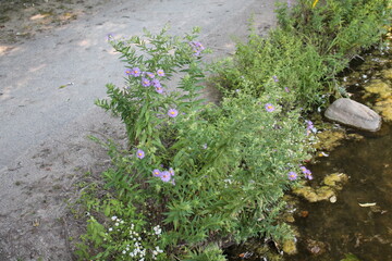 A sample of New England Aster (Symphyotrichum Novae-angliae) in the Aster family, growing in Ontario Canada. -Captured by MIROFOSS