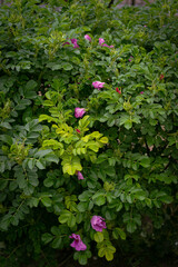 Vibrant Green Bush With Purple Flowers in Bloom in Natural Settings