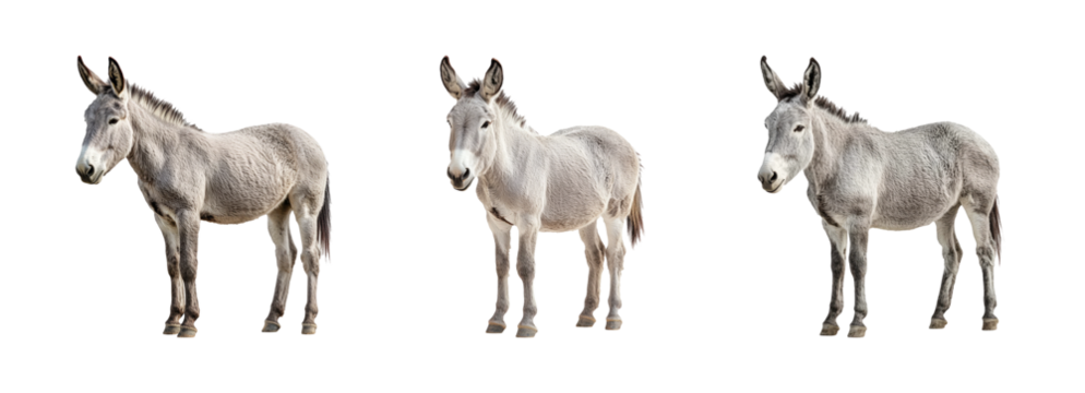 Realistic Donkey Animals on Transparent Background