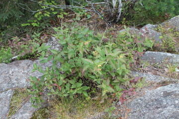 Fototapeta premium A sample of Northern Bush Honeysuckle (Diervilla Lonicera) in the Honeysuckle family, growing in Ontario Canada. -Captured by MIROFOSS