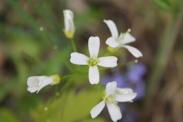 A sample of Pennsylvania Bittercress (Cardamine Pensylvanica) in the Mustard family, growing in Ontario Canada. -Captured by MIROFOSS.