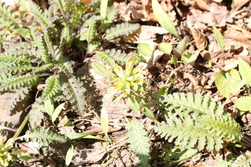 A sample of Wood Betony (Pedicularis Canadensis) in the Broomrape family, growing in Ontario Canada. -Captured by MIROFOSS