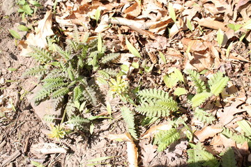 A sample of Wood Betony (Pedicularis Canadensis) in the Broomrape family, growing in Ontario Canada. -Captured by MIROFOSS