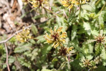 A sample of Wood Betony (Pedicularis Canadensis) in the Broomrape family, growing in Ontario Canada. -Captured by MIROFOSS